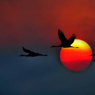 Sandhill Cranes Birds mist sunrise wallpaper