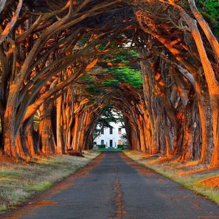 Trees along the road wallpaper