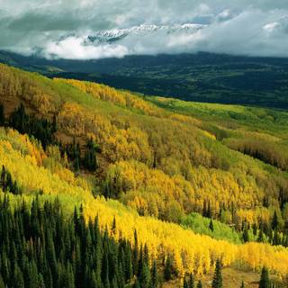 Mountain Aspen forest Colorado autumn landscape wallpaper