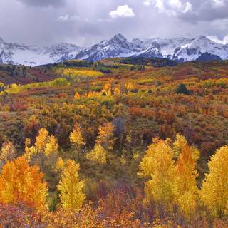 Mountain Aspen forest Colorado autumn landscape wallpaper