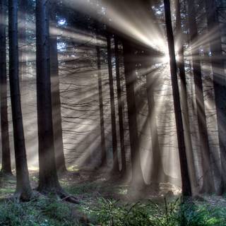 Sun rays shining through tree wallpaper