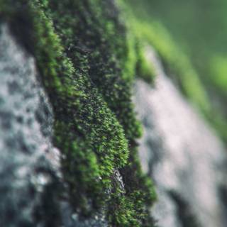 Tiny mushroom moss macro wallpaper