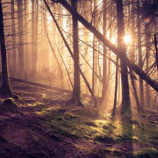 Sun rays shining through tree wallpaper