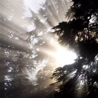 Sun rays shining through tree wallpaper