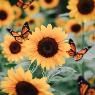 Cute aesthetic sunflower wallpaper
