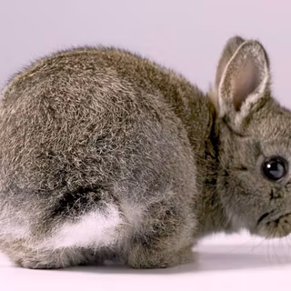 Saint Patrick's Day bunnies wallpaper