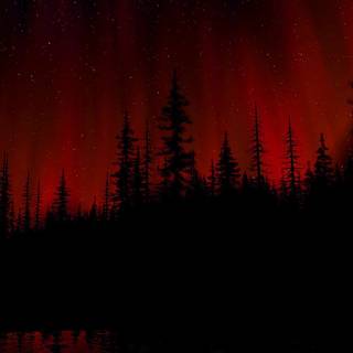 Forest red wallpaper