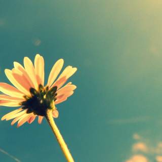 50s aesthetic desktop wallpaper