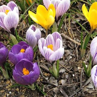 Colorful crocuses wallpaper
