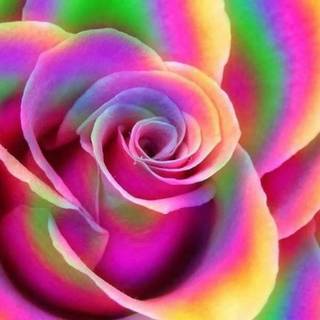 Colorful roses wallpaper
