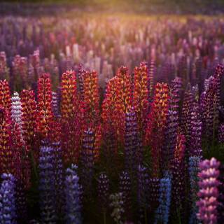 Lupines wallpaper