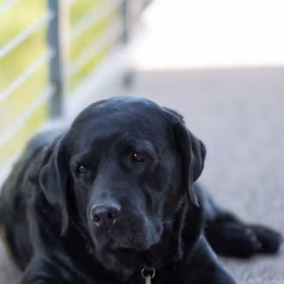 Black Lab dog wallpaper