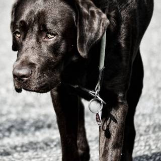 Black Lab dog wallpaper