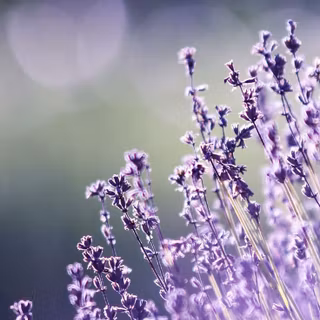 Sunny spring wallpaper