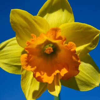 Sunny spring wallpaper