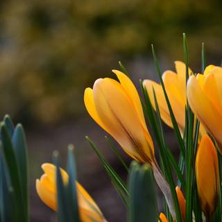 Yellow crocuses wallpaper