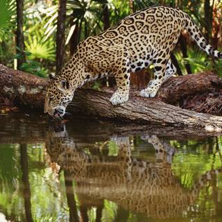 Leopard jungle wallpaper