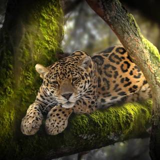 Leopard jungle wallpaper