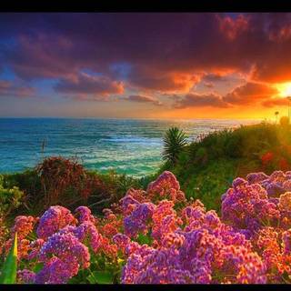 Beach flowers wallpaper