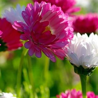 Spring flowers 2020 wallpaper