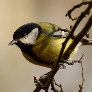 Chickadees wallpaper