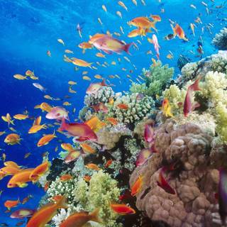 Coral reef desktop wallpaper