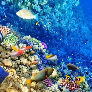 Coral reef desktop wallpaper