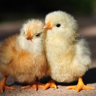 Baby chicken wallpaper
