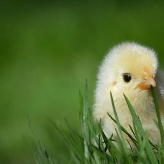 Baby chicken wallpaper
