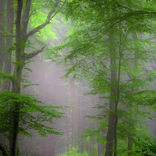 Greenery mobile wallpaper