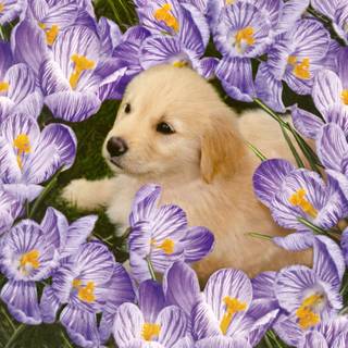 Spring puppys wallpaper