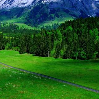 Greenery mobile wallpaper