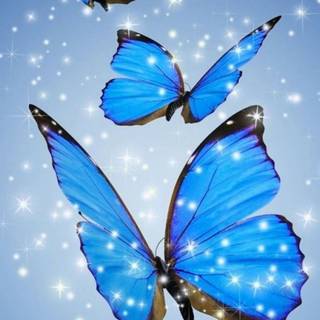 Phone butterfly wallpaper