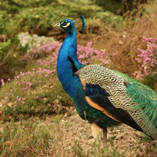 Wild and beautiful wallpaper