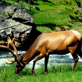 Wild and beautiful wallpaper