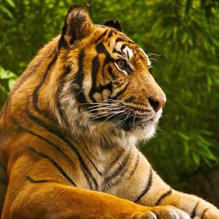 Relaxing tiger wallpaper