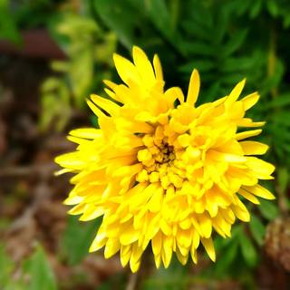 Srilankan Air HD mobile 1080p wallpaper