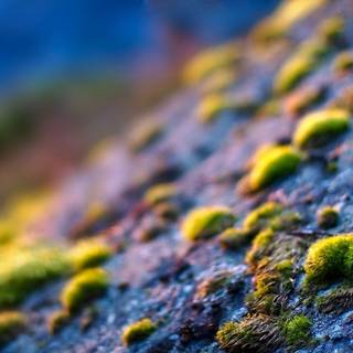 Moss wallpaper