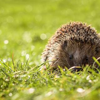 Hedgehog in spring wallpaper