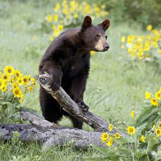 Bear in spring wallpaper