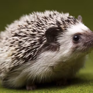 Hedgehog in spring wallpaper