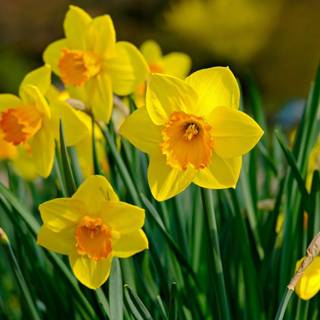 Yellow daffodils flowers spring wallpaper