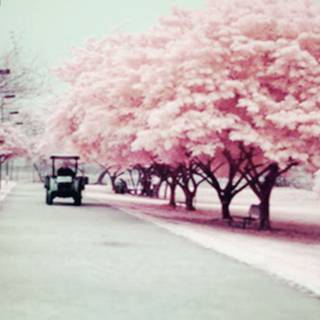 HD We Heart It desktop wallpaper