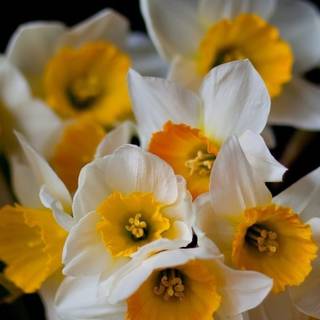 iPhone Daffodils wallpaper