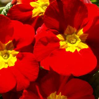 Primrose bouquet wallpaper