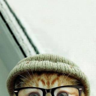 Hipster cats HD iPhone wallpaper