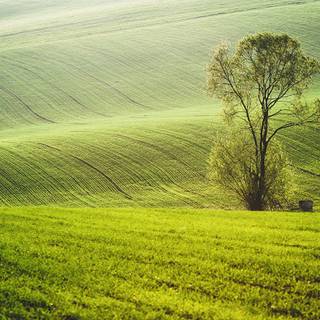 Spring fields wallpaper