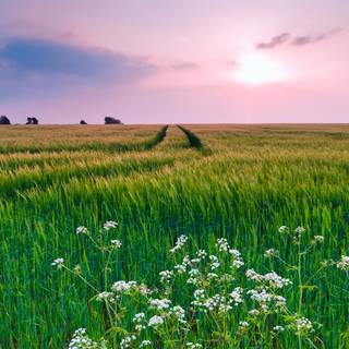 Spring fields wallpaper