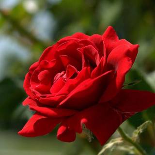 Desktop picture rose wallpaper