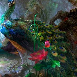 Peacock HD mobile wallpaper